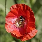 Poppy with a bumblebee