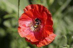 Poppy with a bumblebee