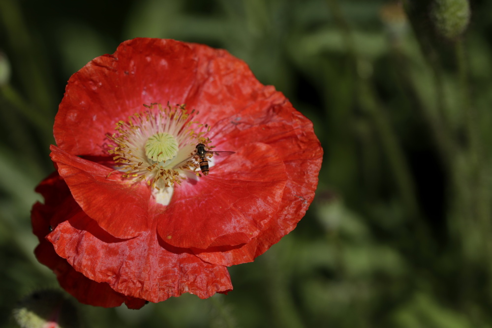 Poppy with an insect