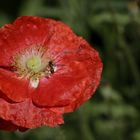 Poppy with an insect