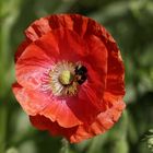 Poppy with insect