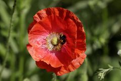 Poppy with insect