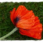 Poppy with raindrops