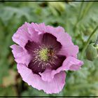 Poppy with visitor