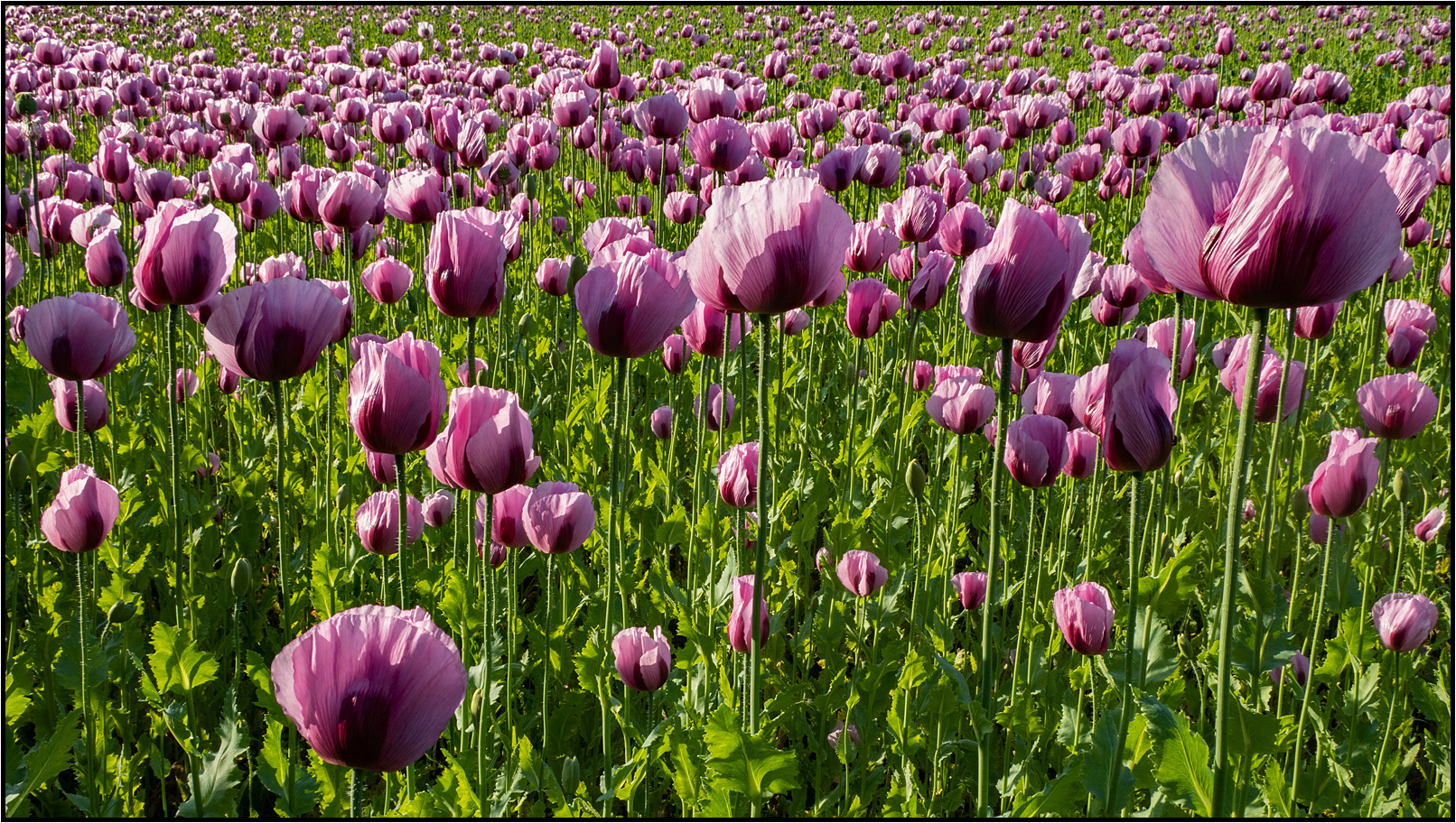 poppy world