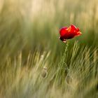 Poppy.at.sunset.