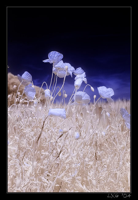 poppy.blue.seed.