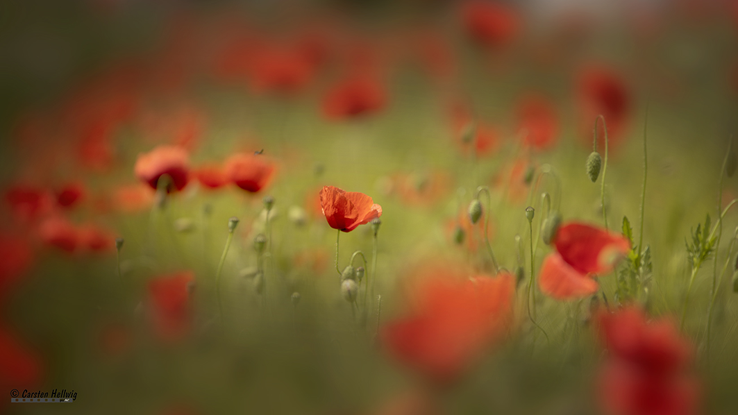 Poppyfield