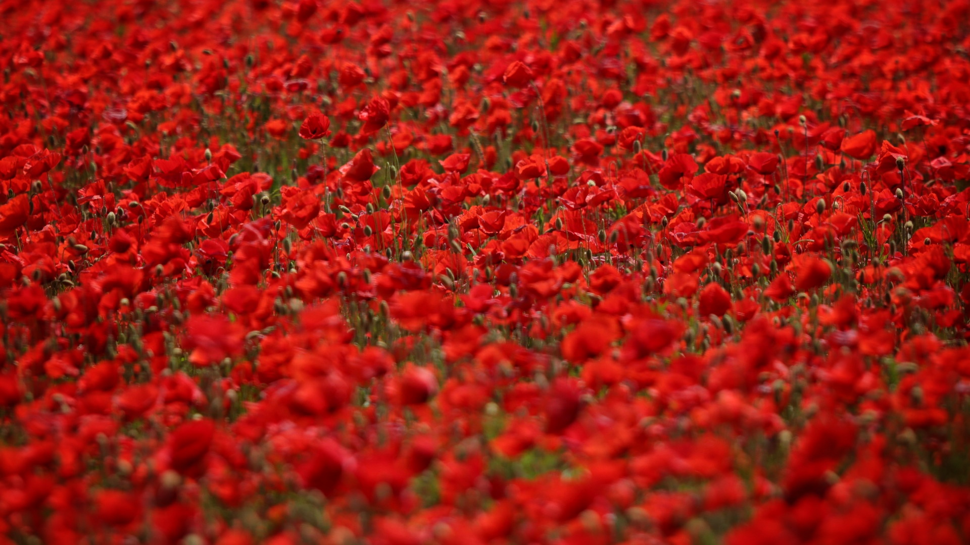 poppyfield 3