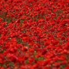 poppyfield 3