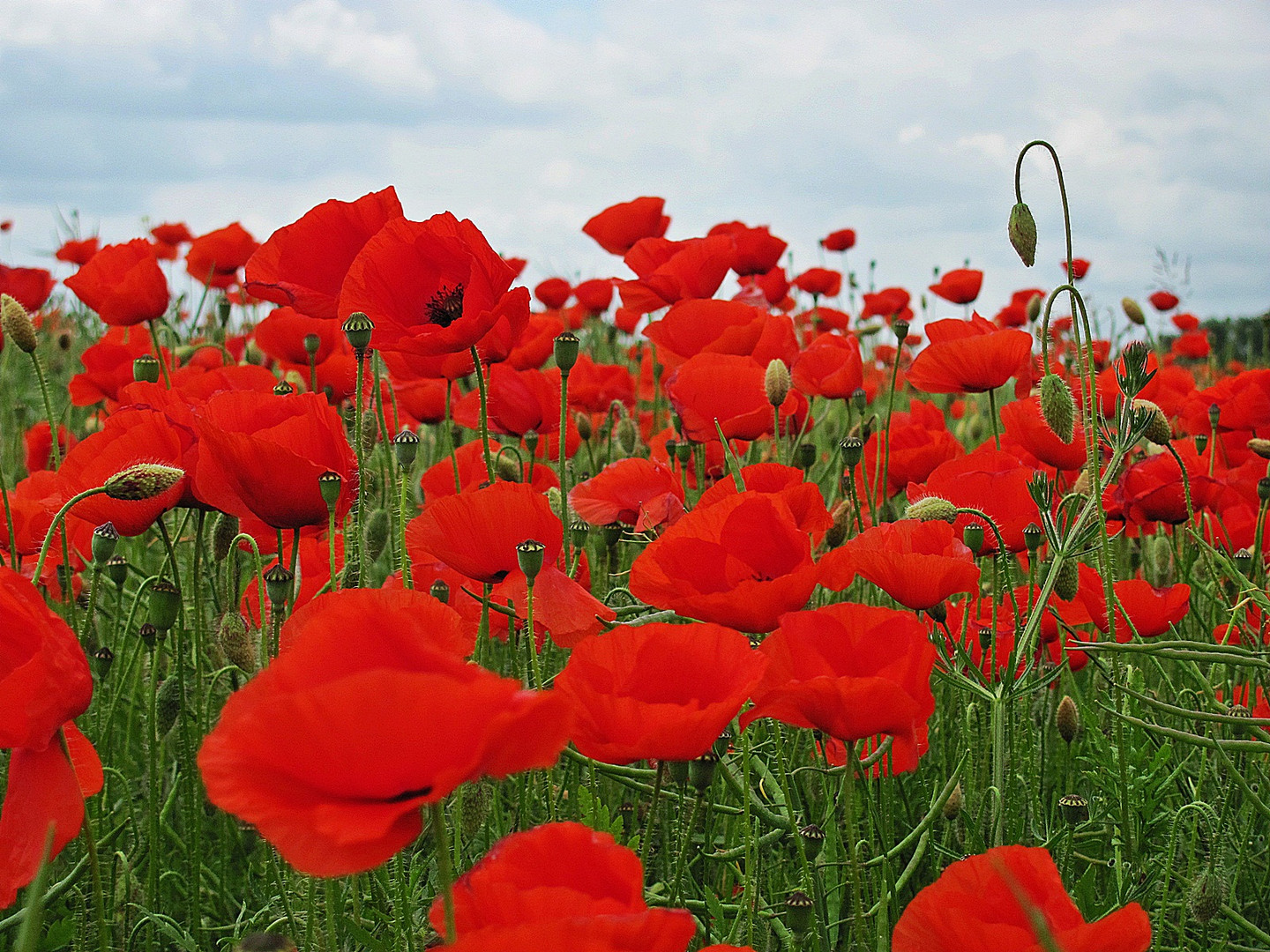 poppyfield