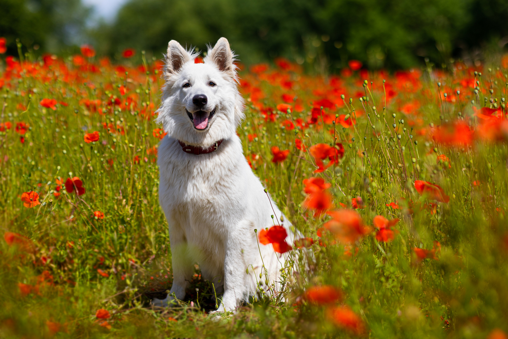 Poppyfield