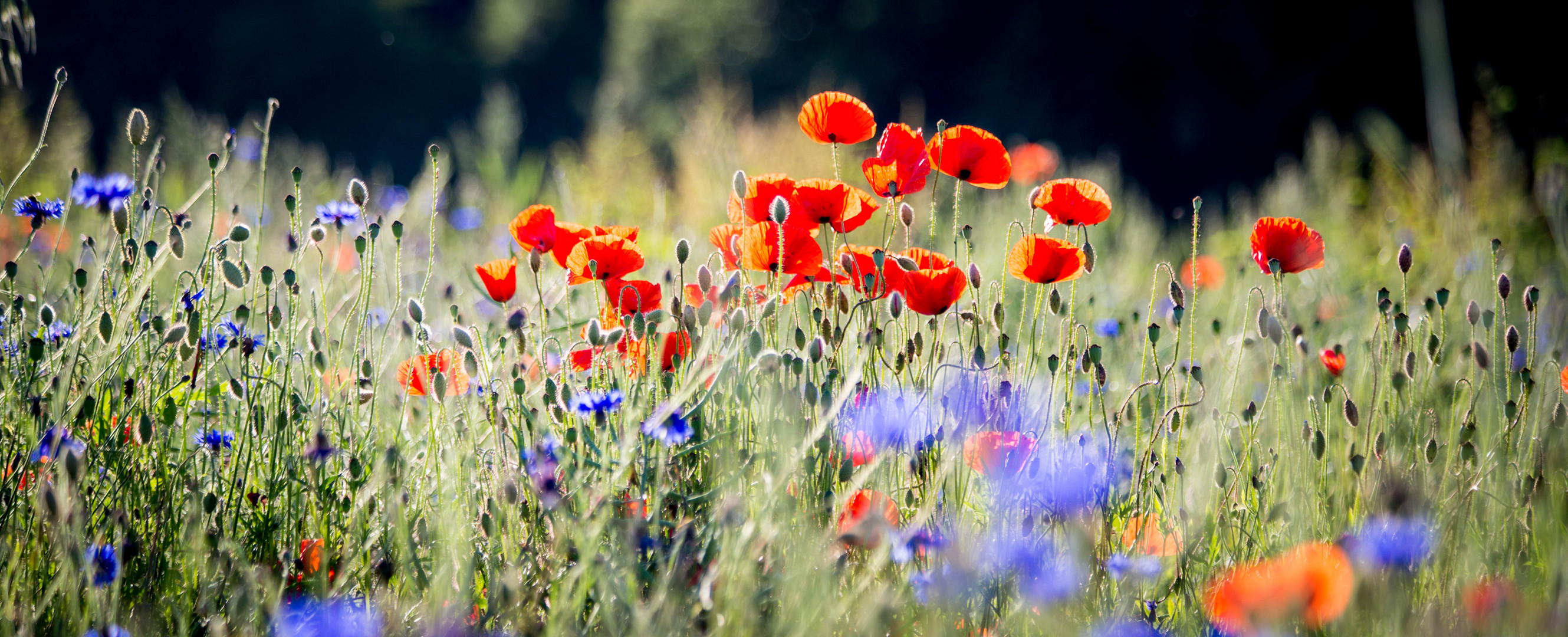 Poppy.field.