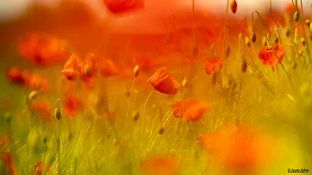 Poppyfield IV