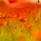 Poppyfield IV