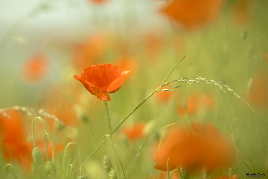 Poppyfield V