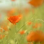 Poppyfield V