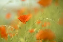 Poppyfield V