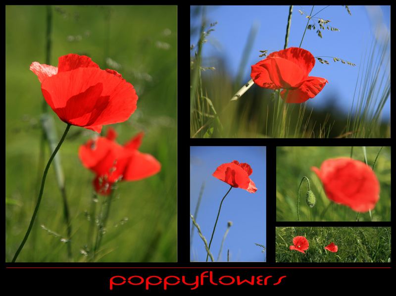 Poppyflowers