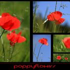 Poppyflowers