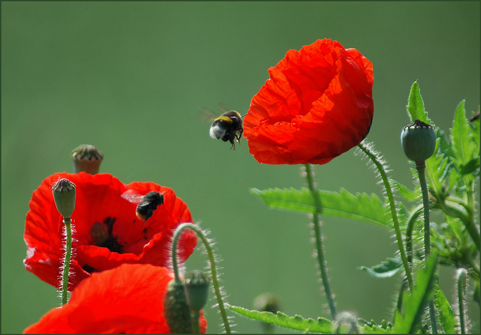 poppyhopping