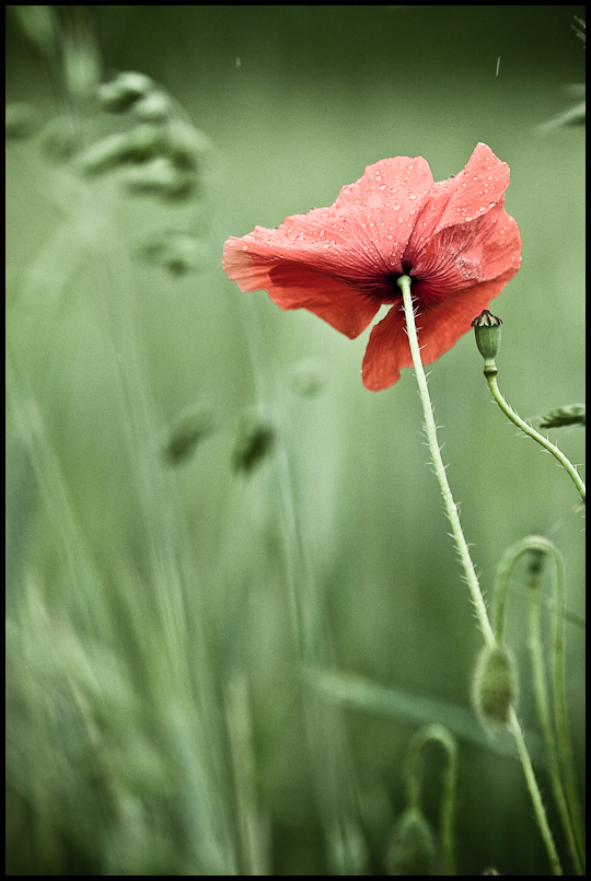 poppy'n rain I