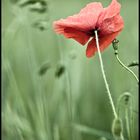 poppy'n rain I