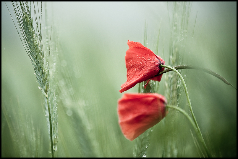 poppy'n rain II