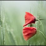 poppy'n rain II