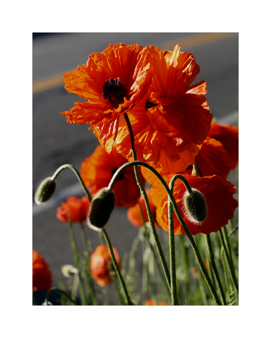 Poppy's