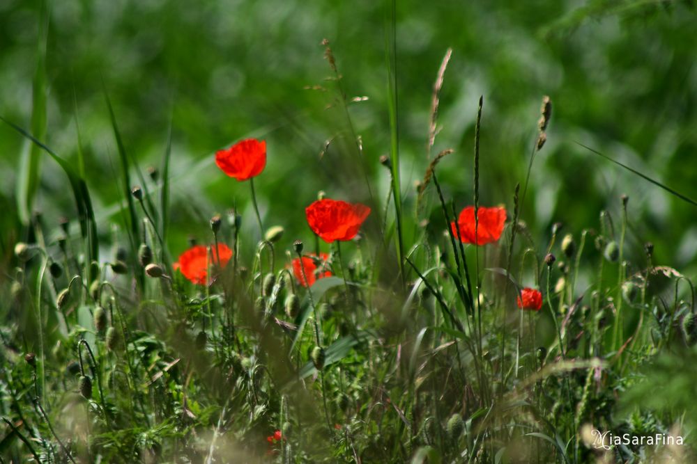 Poppy´s