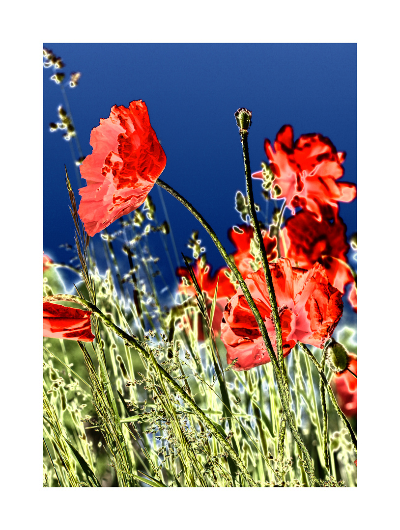 Poppy's in a field