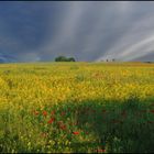 poppys in a rape field at Wark