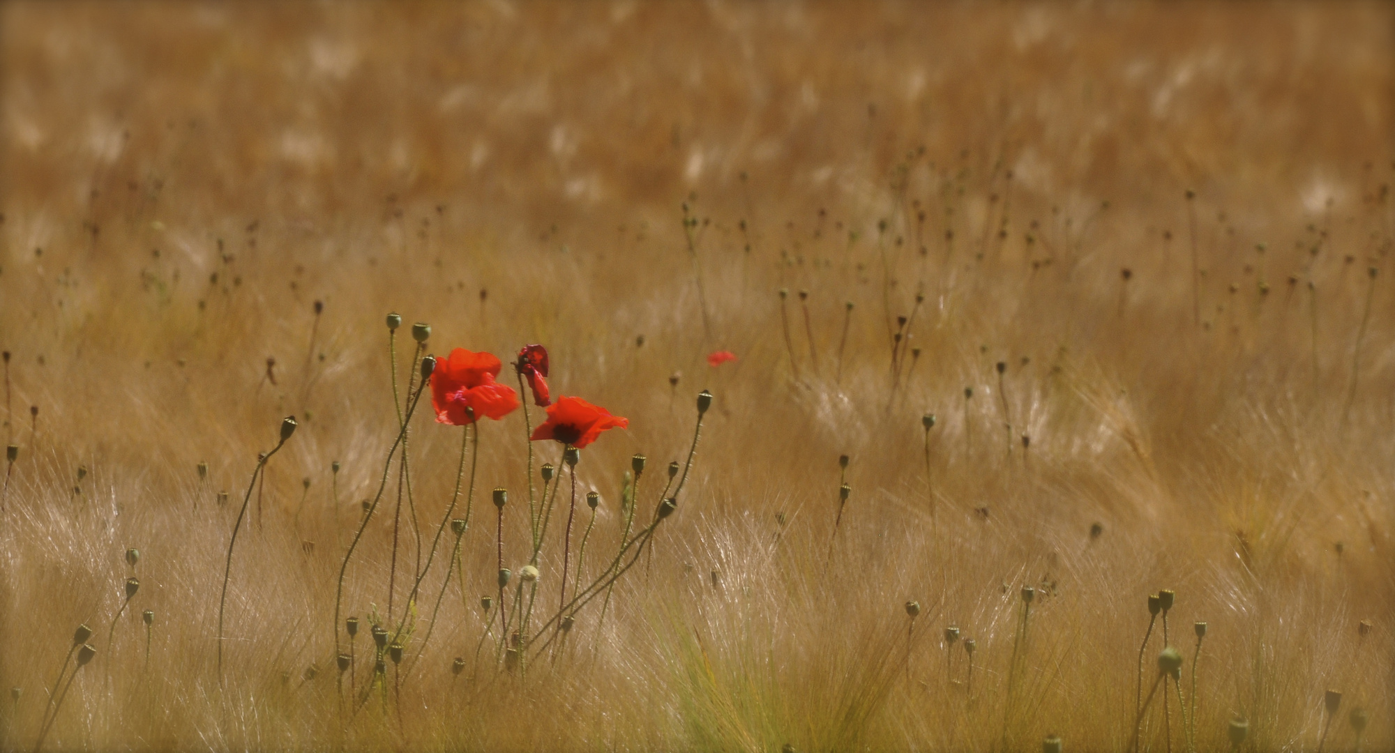 Poppys in corn