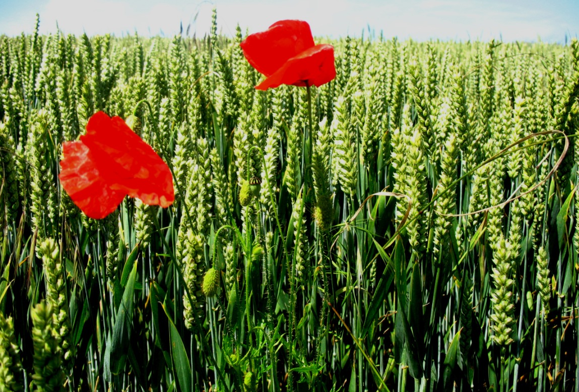 Poppys in the wind