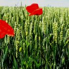 Poppys in the wind