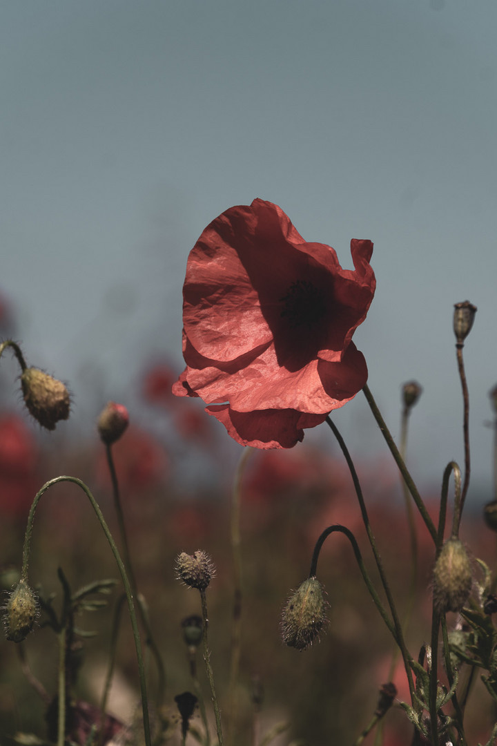 "Poppys just beautiful flowers."