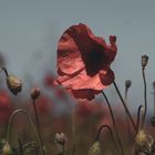 "Poppys just beautiful flowers."