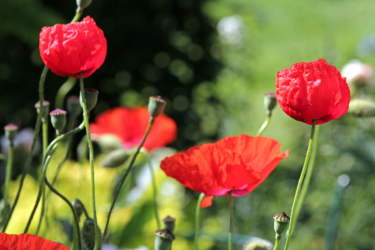 Poppytime - Summertime