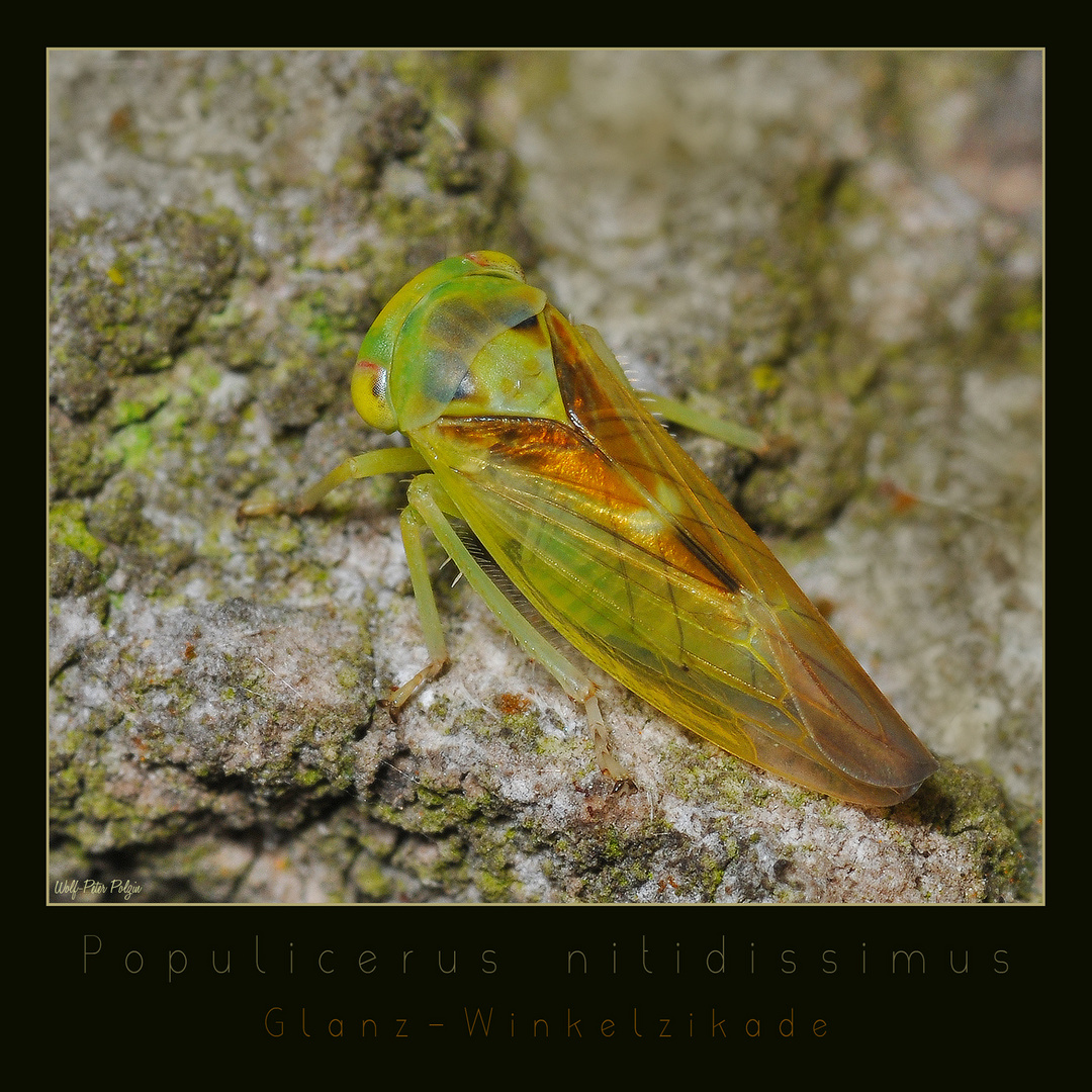 Populicerus nitidissimus (3340)