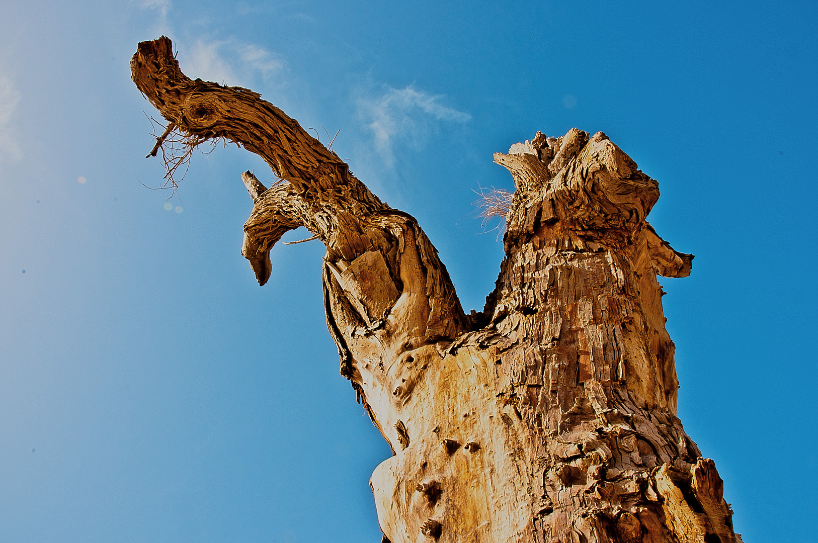 Populus Euphratica