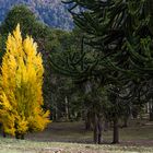 Populus nigra & Araucarias