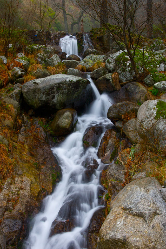 Por el bosque I