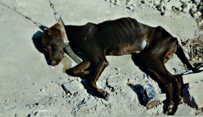 Por ellos.... por los sin voz