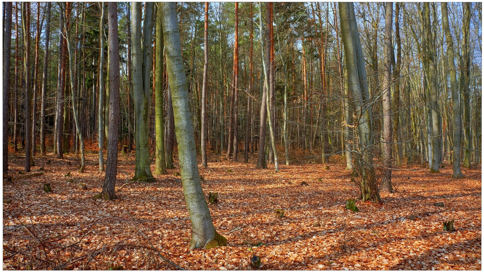 por fin empieza la primavera (endlich beginnt der Frühling)