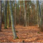 por fin empieza la primavera (endlich beginnt der Frühling)