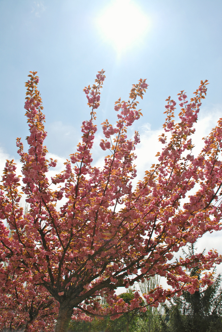 Por fin llego la primavera