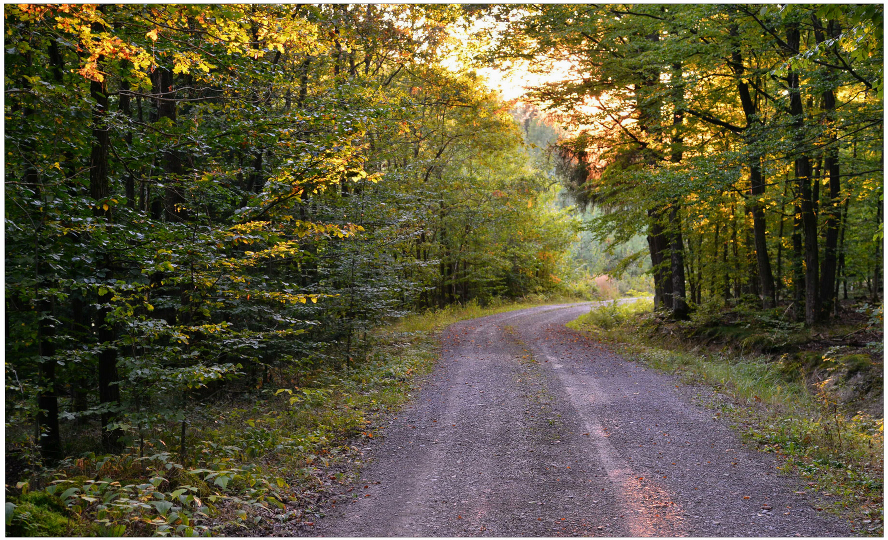 Por la tarde en el bosque (Abend)