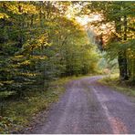 Por la tarde en el bosque (Abend)