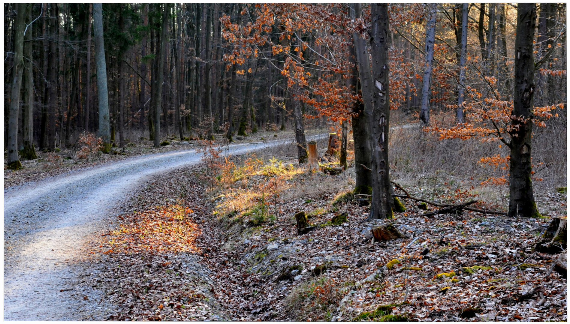 Por la tarde en el bosque (abends im Wald)